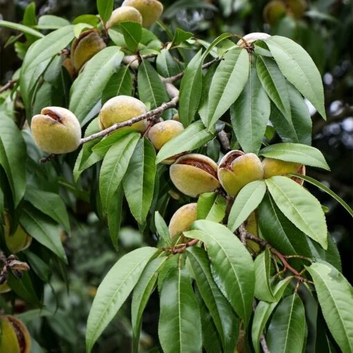 Amandier Nain Autofertile Fruit Me Almond Me - Prunus Dulcis -Jardin Plantes Boutique Amandier nain autofertile Fruit me Almond me Prunus dulcis copyright 16221 1