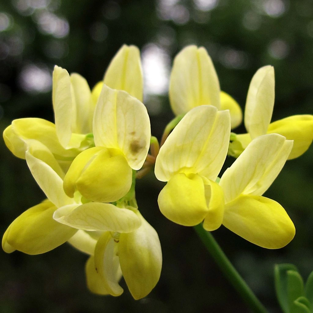 Coronille - Coronilla Valentina Subsp. Glauca Citrina 1 Coronille - Coronilla Valentina Subsp. Glauca Citrina