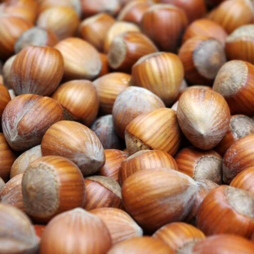 Corylus Avellana Webbs Prize Cobb - Noisetier Commun -Jardin Plantes Boutique Corylus avellana Webbs Prize Cobb 88934 1