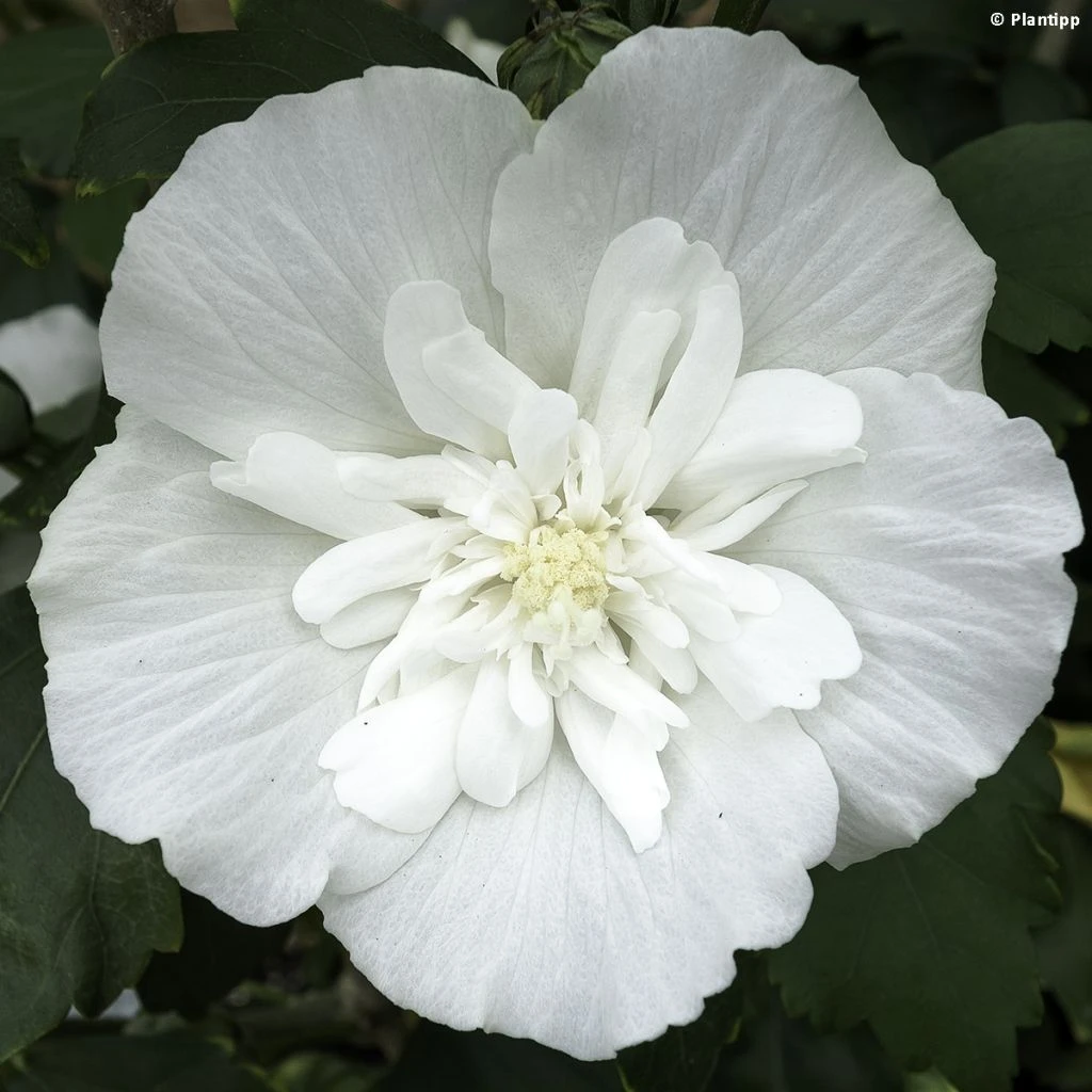 Hibiscus Syriacus White Chiffon - Althéa Blanc Double 1 Hibiscus Syriacus White Chiffon - Althéa Blanc Double