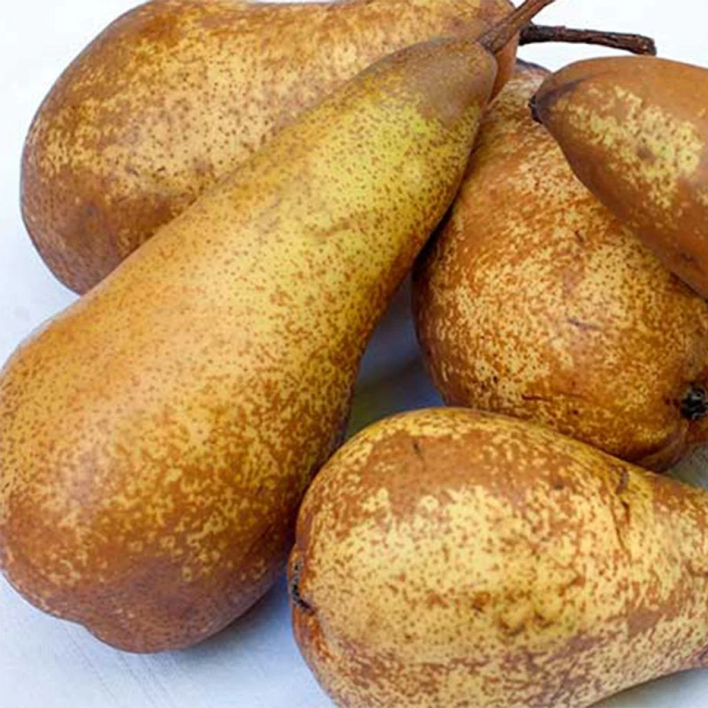 Poirier Abate Fetel 1 Poirier Abate Fetel