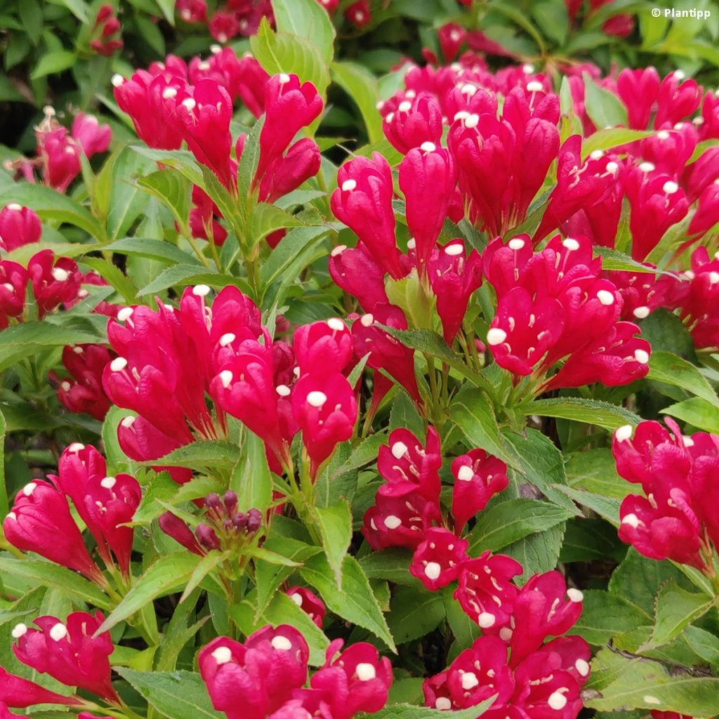 Weigela Picobella Rosso 1 Weigela Picobella Rosso