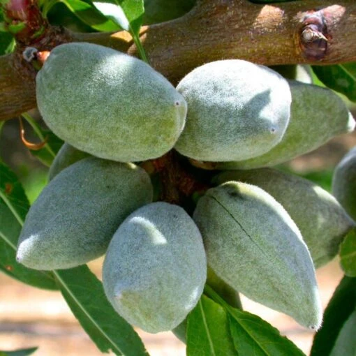 Amandier All In One - Prunus Dulcis -Jardin Plantes Boutique amandier all in one 70046 1