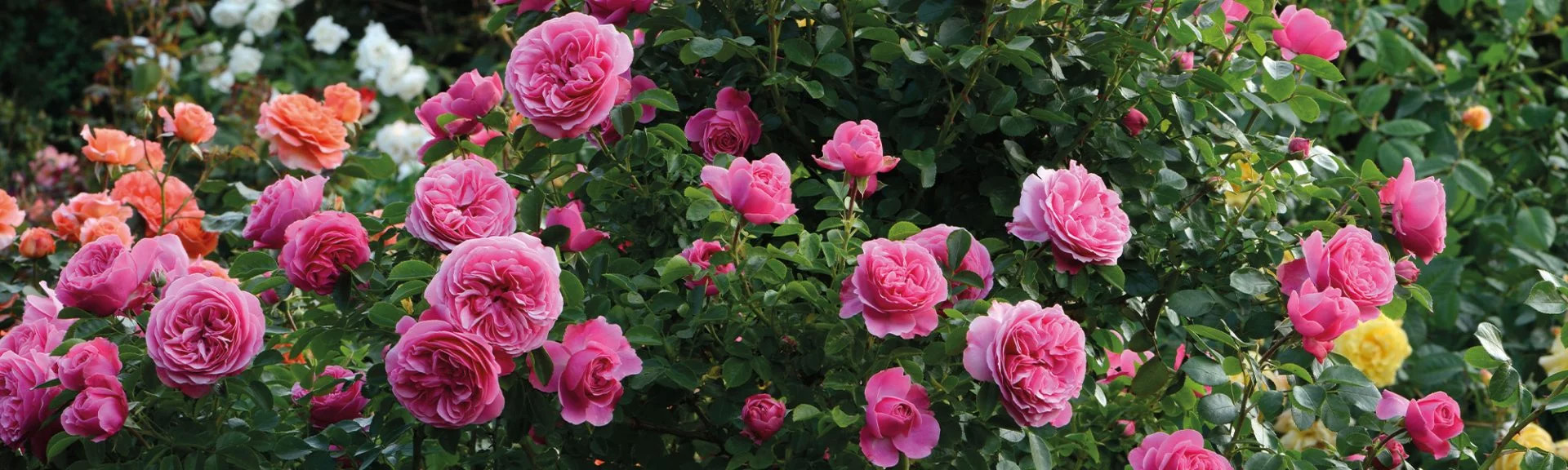 Jardin Plantes Boutique -Jardin Plantes Boutique 1