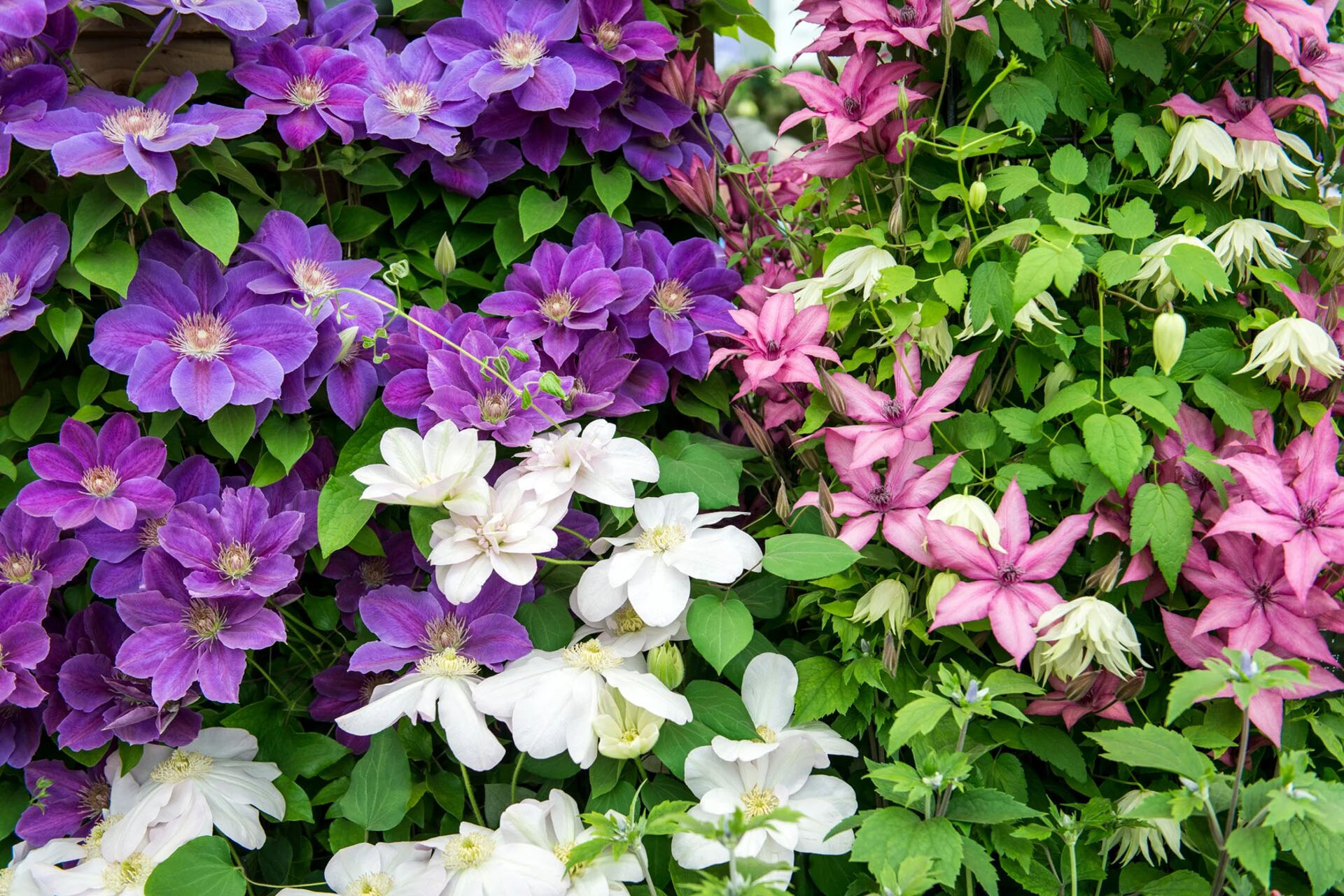 Jardin Plantes Boutique -Jardin Plantes Boutique 3